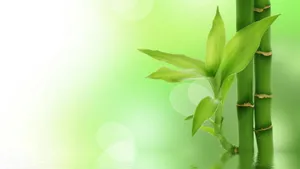 Cute Green Bamboo Wallpaper