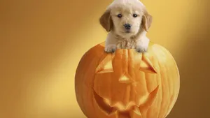 Cute Halloween Puppy Inside Jack O' Lantern Wallpaper