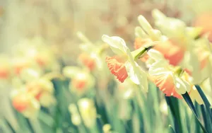 Cute Hd Field Of Daffodils Wallpaper