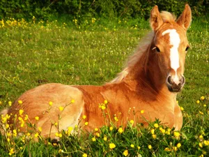 Cute Horse And Yellow Flowers Wallpaper