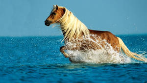 Cute Horse On The Water Wallpaper