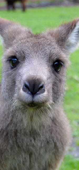 Cute Kangaroo Selfie Wallpaper