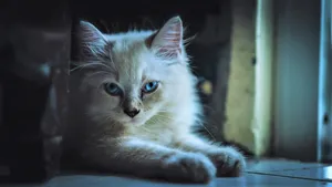 Cute Kitten Hands On Table Wallpaper