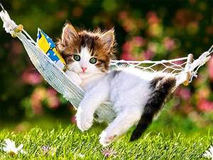 Cute Kitten In Cradle Wallpaper