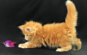 Cute Kitten Playing With Toy Wallpaper