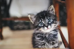 Cute Kitten Under Wooden Chair Wallpaper