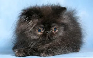 Cute Kitten With Fuzzy Fur Wallpaper