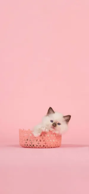 Cute Kittenin Pink Basket Wallpaper
