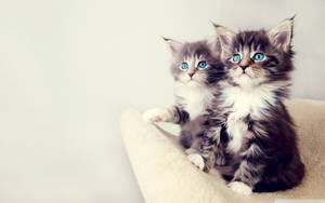 Cute Kittens On White Sofa Wallpaper