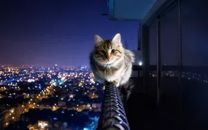 Cute Kitty Midnight Background Wallpaper