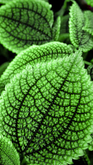 Cute Leaves Pilea Moon Valley Leaves Wallpaper