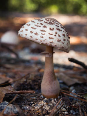 Cute Light Brown Mushroom In Soil Wallpaper