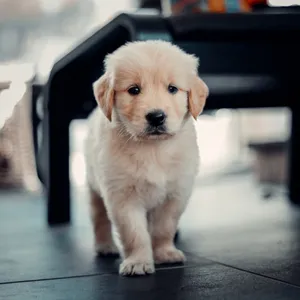 Cute Light Golden Retriever Puppy Wallpaper