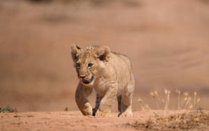 Cute Lion Cub Wallpaper