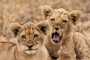 Cute Lion Cubs Wallpaper