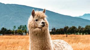 Cute Llama Looking Wallpaper