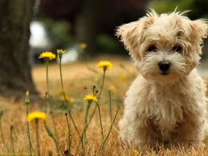 Cute Maltese Puppy On Grass Wallpaper
