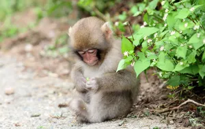 Cute Monkey Holding A Flower Wallpaper
