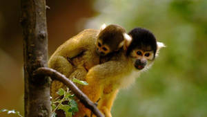 Cute Monkey Mother And Baby Wallpaper