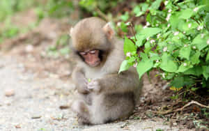 Cute Monkey Photo Holding Flower Wallpaper