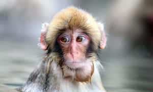 Cute Monkey Photo In Hot Spring Wallpaper