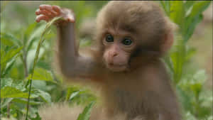 Cute Monkey Photo Touching Leaf Wallpaper