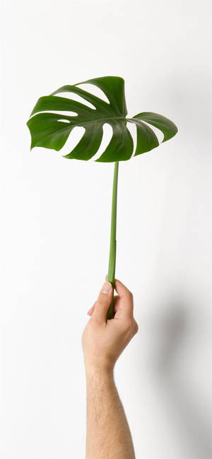 Cute Monstera Leaf Wallpaper