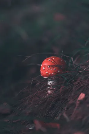 Cute Mushroom Fly Agaric With Round Cap Wallpaper