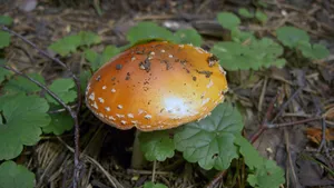 Cute Orange Mushroom With Big Leaves Wallpaper