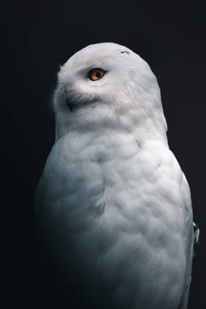 Cute Owl Snowy Owl Wallpaper