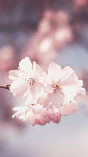 Cute Pink Flower Blurred Wallpaper