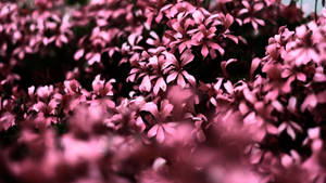 Cute Pink Flower-themed Wallpaper