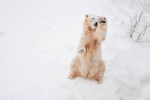 Cute Polar Bear In Snow Wallpaper