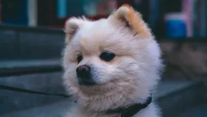 Cute Pomeranian Black Collar Portrait Wallpaper