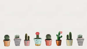 Cute Potted Cacti Minimalist Plant Desktop Wallpaper