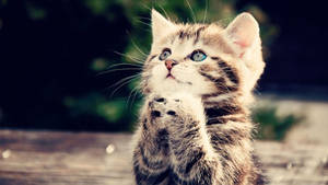 Cute Praying Animal Kitten Wallpaper