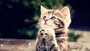 Cute Praying Kitten Wallpaper