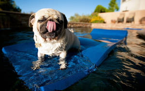 Cute Pug Animal Swimming Wallpaper