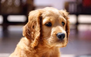 Cute Puppy Golden Retriever Wallpaper
