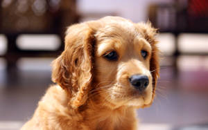 Cute Puppy Golden Retriever Wallpaper