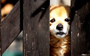 Cute Puppy In Fence Wallpaper