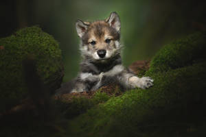 Cute Puppy In The Green Forest Wallpaper