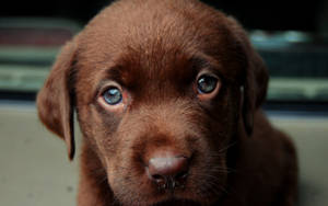 Cute Puppy Labrador Close-up Wallpaper