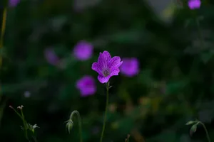 Cute Purple Flower Wallpaper