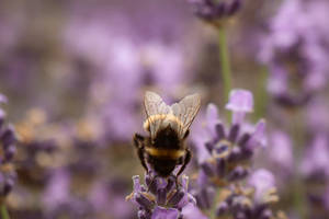 Cute Purple Flower With Bee Wallpaper