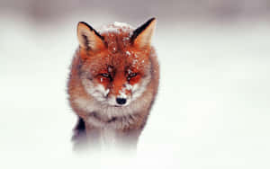 Cute Red Fox Wallpaper