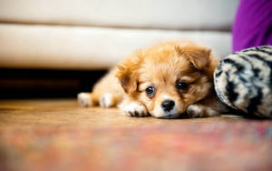 Cute Sad Face Puppy Wallpaper