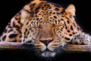 Cute Sleeping Leopard Hd Wallpaper