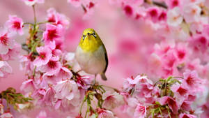 Cute Spring Bird Wallpaper