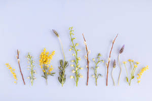 Cute Spring Long Flowers Wallpaper
